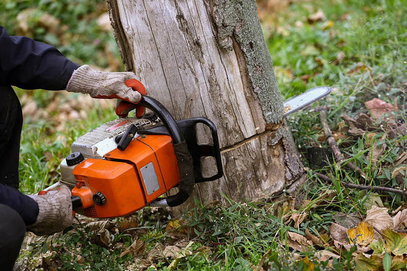 Tree Removal Project